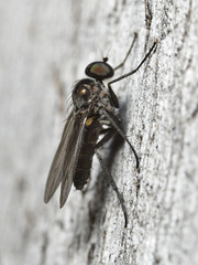 Diaphorus