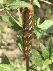 Apatelodes pudefacta