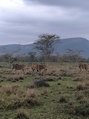 Tragelaphus oryx pattersonianus