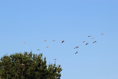 Chroicocephalus maculipennis