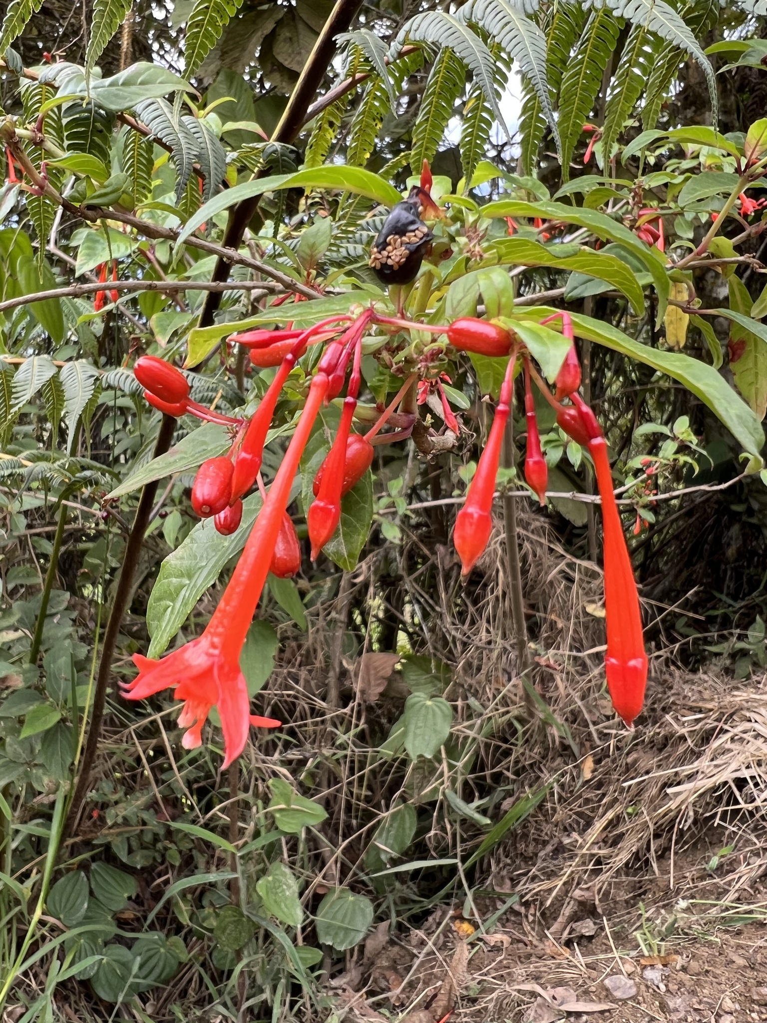 Fuchsia andrei