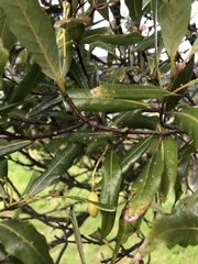 Elaeocarpus dentatus