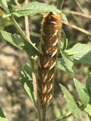 Apatelodes pudefacta