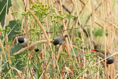 Coccopygia melanotis