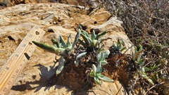 Dudleya virens insularis