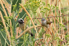 Coccopygia melanotis