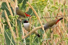 Coccopygia melanotis