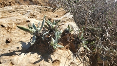 Dudleya virens insularis