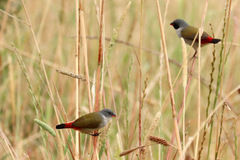 Coccopygia melanotis