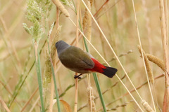 Coccopygia melanotis