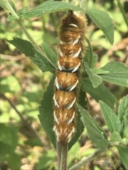 Apatelodes pudefacta