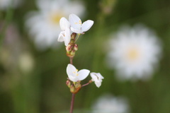 Libertia chilensis
