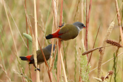 Coccopygia melanotis