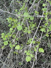 Clematis pauciflora