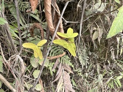 Decaloba