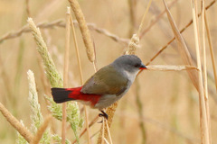 Coccopygia melanotis