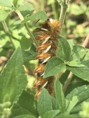 Apatelodes pudefacta