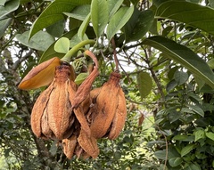 Passiflora ambigua