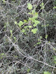 Clematis pauciflora