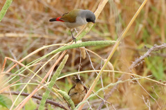 Coccopygia melanotis