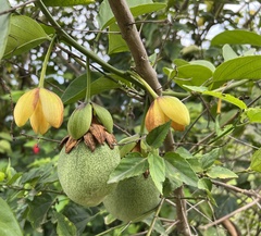 Passiflora ambigua