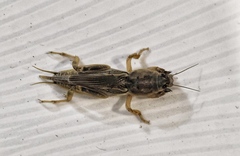 Neoscapteriscus vicinus