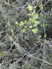 Clematis pauciflora