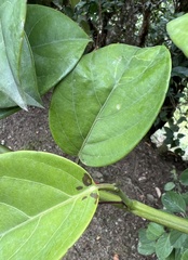 Passiflora ambigua