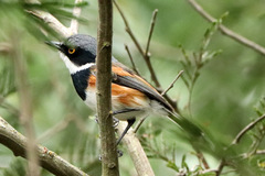 Batis capensis capensis