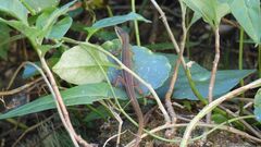 Takydromus viridipunctatus