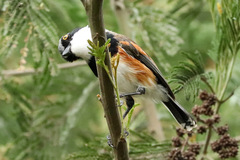 Batis capensis capensis