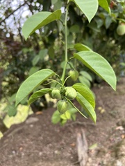 Passiflora ambigua