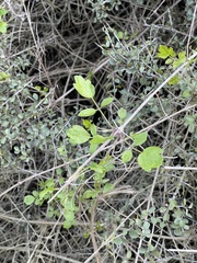 Clematis pauciflora