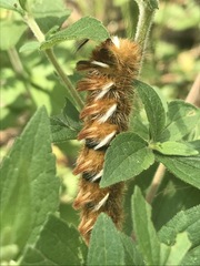 Apatelodes pudefacta