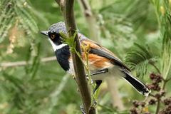 Batis capensis capensis