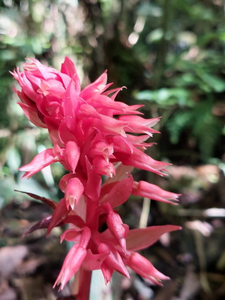 Stenorrhynchos albidomaculatum