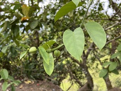 Passiflora ambigua