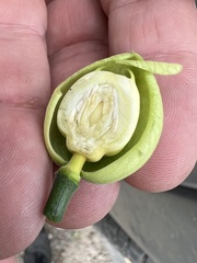 Passiflora ambigua