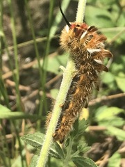 Apatelodes pudefacta