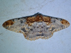 Amraica solivagaria