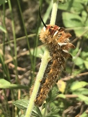 Apatelodes pudefacta