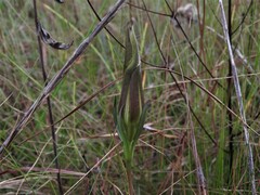 Gentiana pennelliana