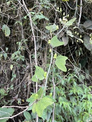 Decaloba