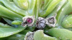 Glottiphyllum longum