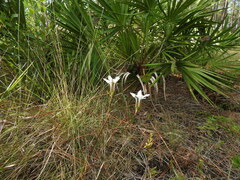 Gentiana pennelliana