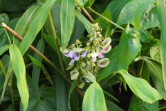 Neustanthus phaseoloides