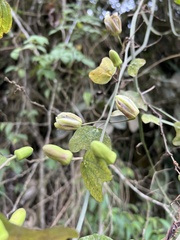 Decaloba