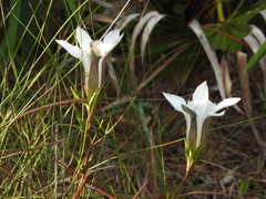 Gentiana pennelliana