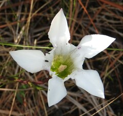 Gentiana pennelliana