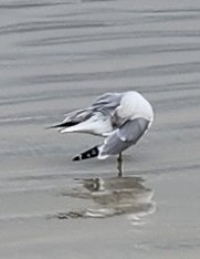 Larus delawarensis